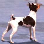 美国玩具㹴-缩略图-5