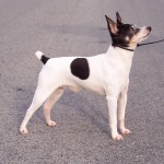 美国玩具㹴-缩略图-7