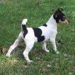 美国玩具㹴-缩略图-8