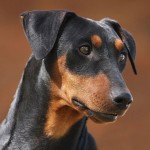 德国杜宾㹴-缩略图-1