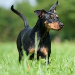 德国杜宾㹴-缩略图-4