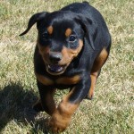 德国杜宾㹴-缩略图-6