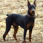 德国杜宾㹴-缩略图-8