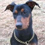 德国杜宾㹴-缩略图-9