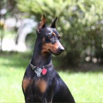 德国杜宾㹴-缩略图-11