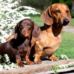 腊肠犬-缩略图-1