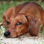 腊肠犬-缩略图-2