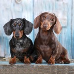 腊肠犬-缩略图-3