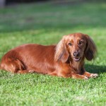 腊肠犬-缩略图-4