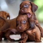 腊肠犬-缩略图-5