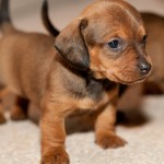 腊肠犬-缩略图-6