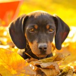 腊肠犬-缩略图-7