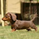 腊肠犬-缩略图-8