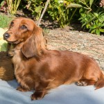 腊肠犬-缩略图-9