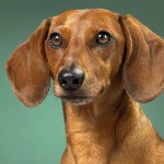 腊肠犬-缩略图-10