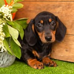 腊肠犬-缩略图-11