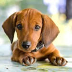 腊肠犬-缩略图-12