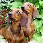 腊肠犬-缩略图-13