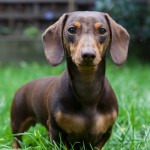 腊肠犬-缩略图-14