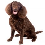 美国水猎犬-缩略图-1