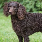 美国水猎犬-缩略图-2