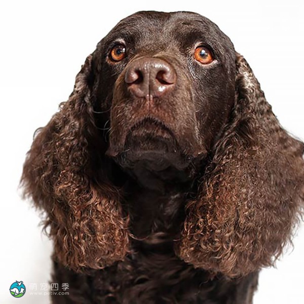 美国水猎犬-3
