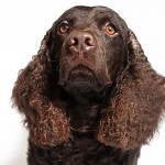 美国水猎犬-缩略图-3