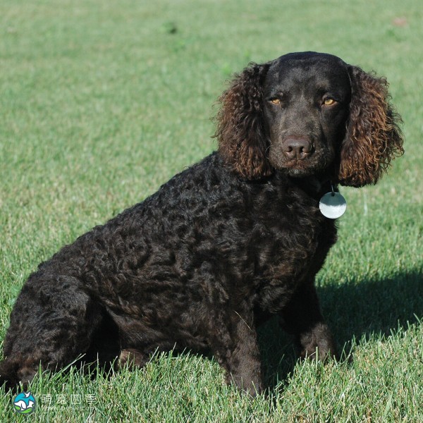 美国水猎犬-4