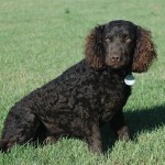 美国水猎犬-缩略图-4