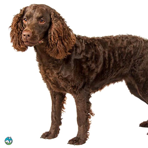 美国水猎犬-5
