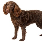 美国水猎犬-缩略图-5