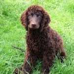 美国水猎犬-缩略图-6