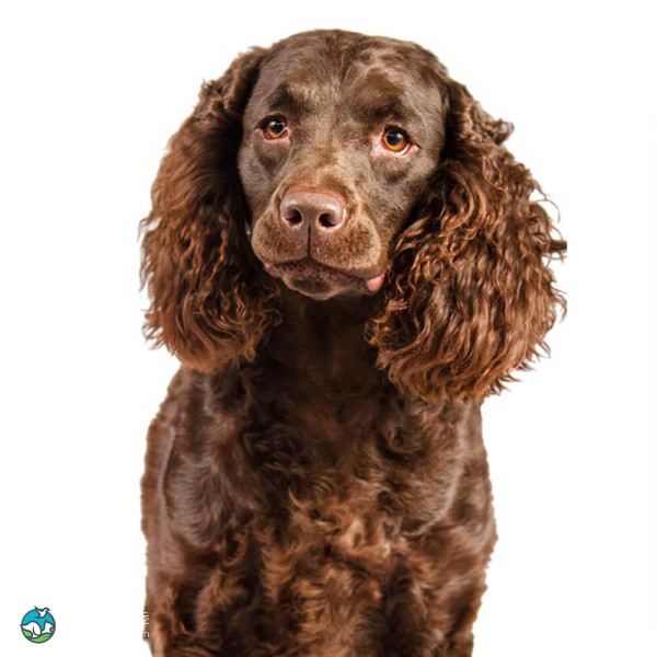 美国水猎犬-7