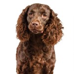 美国水猎犬-缩略图-7