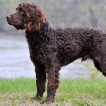 美国水猎犬-缩略图-8