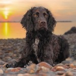 美国水猎犬-缩略图-9