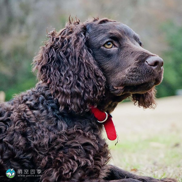 美国水猎犬-10