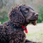 美国水猎犬-缩略图-10