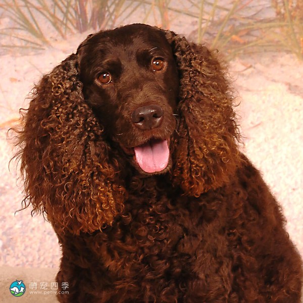 美国水猎犬-11
