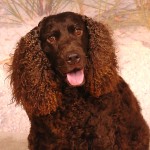 美国水猎犬-缩略图-11