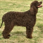 美国水猎犬-缩略图-12