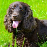 美国水猎犬-缩略图-13