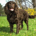 美国水猎犬-缩略图-14