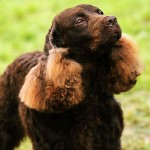 美国水猎犬-缩略图-15