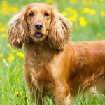 英国可卡犬-缩略图-1