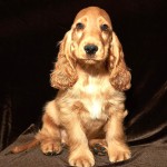 英国可卡犬-缩略图-4