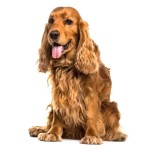 英国可卡犬-缩略图-5