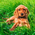 英国可卡犬-缩略图-6