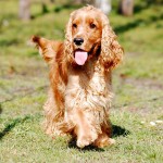 英国可卡犬-缩略图-7