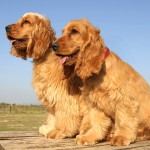 英国可卡犬-缩略图-8